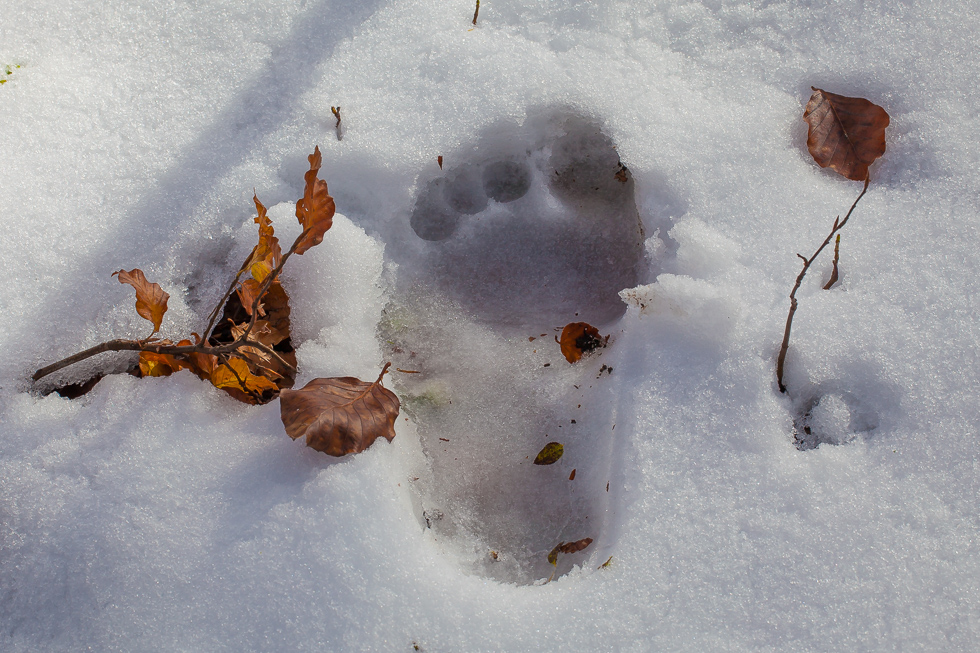 footstep