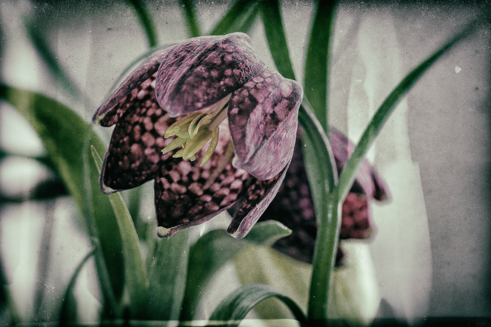 Schachbrettblume