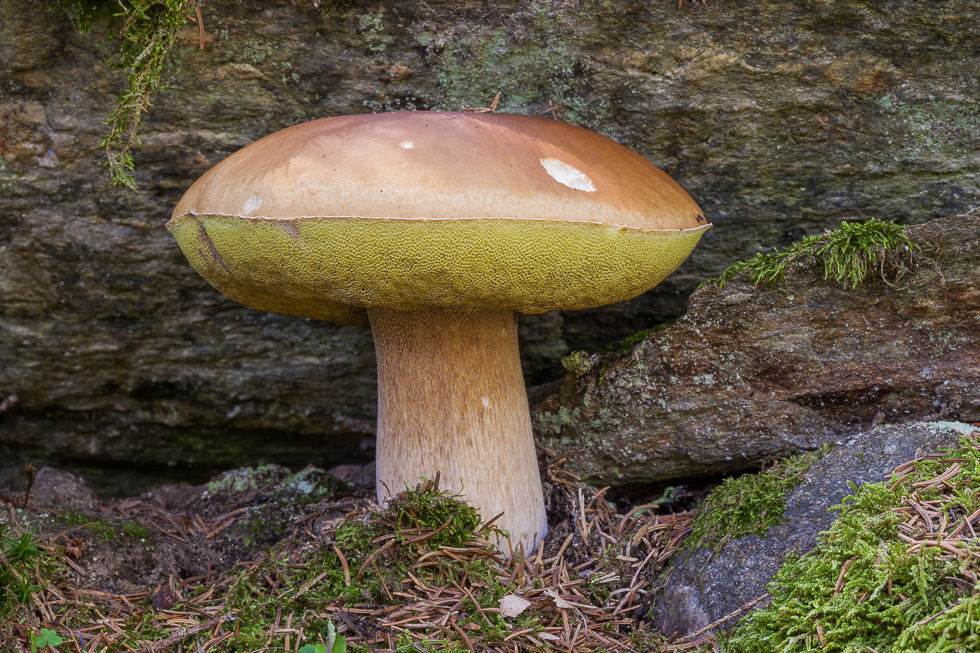 Steinpilz in Winklern